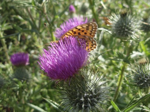 Frilillary on thistle